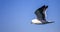 Beautiful seagull flying over the Atlantic Ocean near the coastline of the Fynbos coast in South Africa