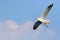Beautiful Seagull flying in the sky.