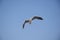 The beautiful seagull flying turn right action in the blue sky