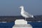 Beautiful seagull perched on a pier