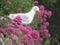 Beautiful Seagull by Pink Flowers