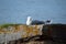 Beautiful seagull resting on seashore boulder in warming sunshine