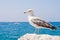 Beautiful seagull rests alone on the stone