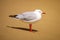 Beautiful seagull at the sandy beach