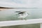 Beautiful seagull is sitting in port area. Seabird closeup, in a harbor. Gull standing on the white fence on blurred