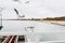 Beautiful seagull is sitting in port area. Seabird closeup, in a harbor. Gull standing on the white fence on blurred