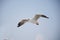 The beautiful seagull spread wings for flying in the sky