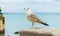 Beautiful seagull standing on a stone wall in Cascais, Portugal.