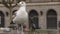 A beautiful seagull up close drinking water in a puddle of water, which is surrounded by pigeons