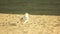 Beautiful seagull walking on the beach.