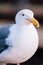 Beautiful seagull white and gray feather at Pier 39 San Francisco