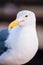 Beautiful seagull white and gray feather at Pier 39 San Francisco