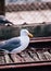 Beautiful seagull white and gray feather at Pier 39 San Francisco