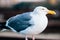 Beautiful seagull white and gray feather at Pier 39 San Francisco