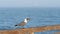 Beautiful seagull on a wooden railing calls loudly, with background of the sea waves, in slow motion clip