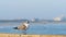 Beautiful seagull on a wooden railing looks around cautiously, with background of sea waves, beach shoreline and buildings, in