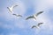 Beautiful seagulls flying high in the blue sky with clouds