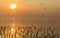 Beautiful seagulls flying, landing and standing on wetland with