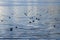 Beautiful seagulls in the lake of Ioannina in Epirus