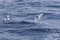 Beautiful seagulls over the sea