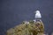 Beautiful seagulls standing on cliff in Londrangar ,iceland.