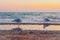 Beautiful seagulls walking on the beach