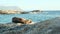 a beautiful seal lies on a stone by the ocean on the beach and basks in the sun