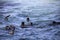 Beautiful seals or sea lions between Geyser Island and Dyer Island in South Africa