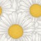Beautiful seamless background with flowers daisy.