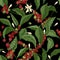 Beautiful seamless pattern with coffea or coffee tree branches, leaves, blooming flowers and fruits on black background