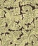 Beautiful seamless rococo pattern