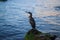 Beautiful seascape with cormorant