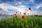 Beautiful Seascape. Magnificent spring sunset in a field of poppies. Burgas, Bulgaria. Black Sea.