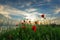 Beautiful Seascape. Magnificent spring sunset in a field of poppies. Burgas, Bulgaria. Black Sea.