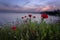 Beautiful Seascape. Magnificent spring sunset in a field of poppies. Burgas, Bulgaria. Black Sea.