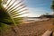 beautiful seascape palm trees on a sandy beach