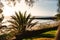 beautiful seascape palm trees on a sandy beach