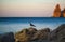 Beautiful seascape with rocks and seagull, sunset on the beach