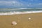 Beautiful seascape scenery, shell and soft wave under cloudy blue sky background