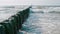 Beautiful Seascape: Shag Bird on Breakwater Bathing in Sea Waves near Coastline