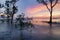 Beautiful seascape, silhouette mangrove tree over stunning sunset background ideal for holiday and tranquil concept
