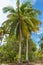 Beautiful seascape view of sandy beach. Summer holiday. Tropical paradise. Palms, tropical landscape with natural colors.Panoramic