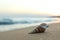 Beautiful seashell on beach at sunrise. Space for text