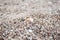 Beautiful seashell lies on a multi-colored pebble on the beach