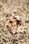 Beautiful seashell located on small pebble