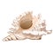 Beautiful seashell murex ramosus or Chicoreus ramosus isolated on a white background. The object of conchology