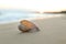 Beautiful seashell on sandy beach at sunrise