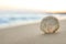 Beautiful seashell on sandy beach at sunrise. Space for text