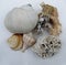 Beautiful seashells, beach-worn coral pieces and small glass bottle