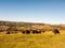 beautiful seaside coast scene outside charmouth dorset cows